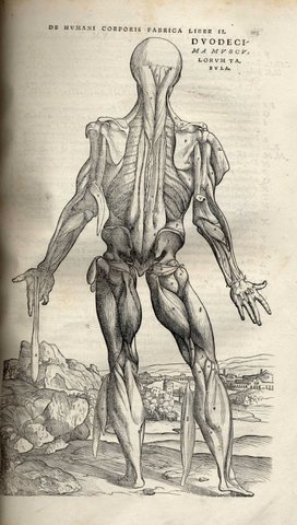 ANDRES VESALIO