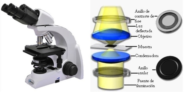 MICROSCOPIO DE CONTRASTE DE FASE