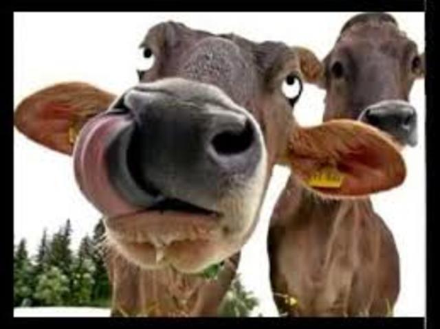 Prusiner descubrio los triones causantes de la enfermedad de las vacas locas y de cruciemeicon.