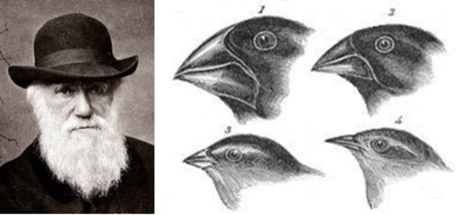 CHARLES ROBERT DARWIN