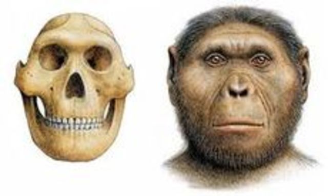PARANTHROPUS  ROBUSTUS