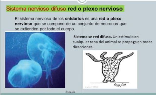 Primera red de plexos