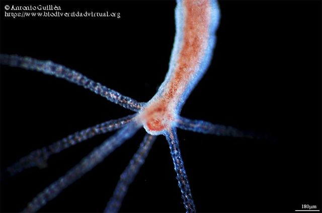 ORGANIZACIÓN NEURONAL: REDES NERVIOSAS