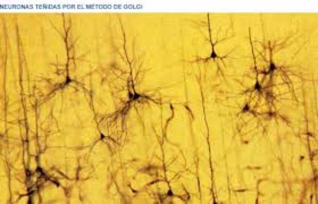 Surgimiento de las primeras neuronas