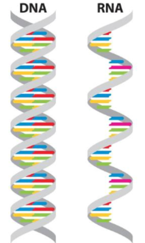 Francis Crick (1916-2004)