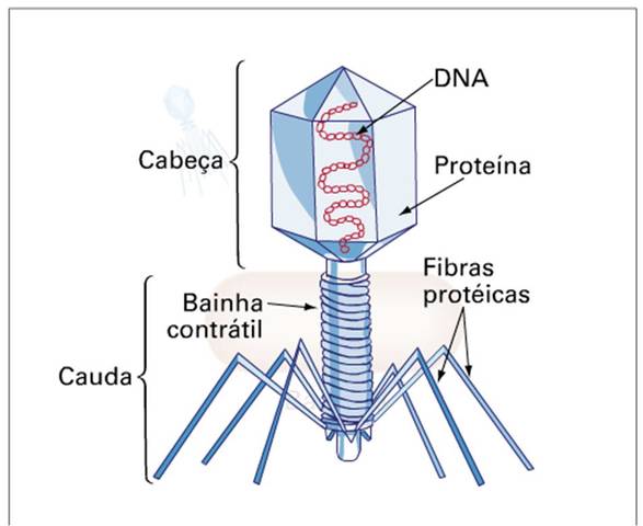 cuales fueron las  contribuciones de Esther Lederberg?