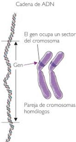 Walter Stanborough Sutton