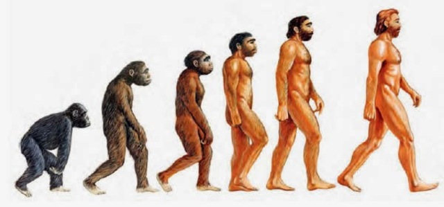 EVOLUCIÓN DE LA ESPECIE HUMANA