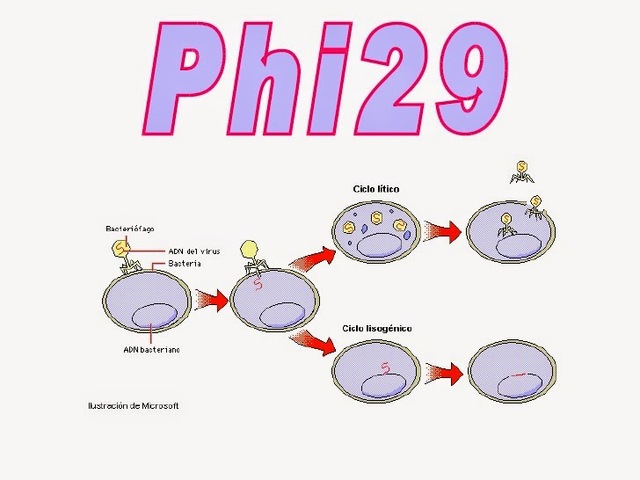 Investigaciones de Margarita Salas  (2003)