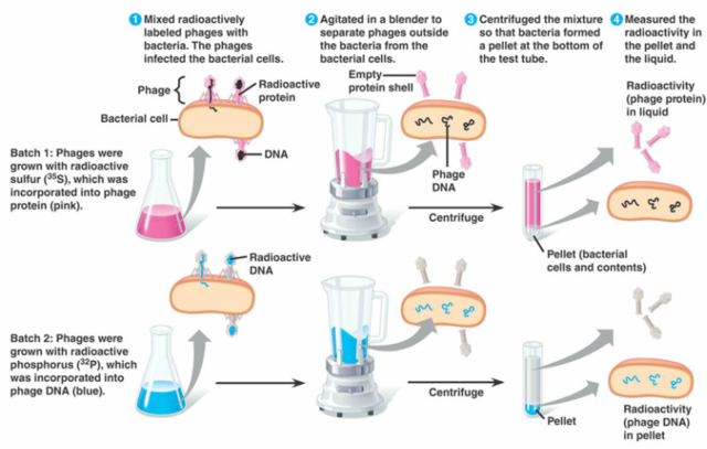 Martha Chase y Hershey