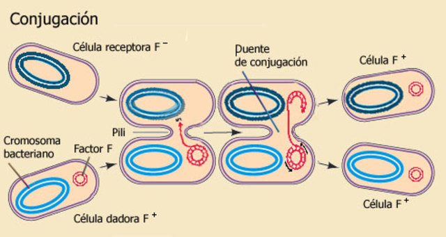 PREMIO NOBEL POR ESTUDIOS DE GENÉTICA EN LAS BACTERIAS (1958)