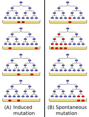 PREMIO NOBEL POR EL DESCUBRIMIENTO DE LOS MECANISMOS DE RECOPILARON Y LA GENÉTICA DE LA ESTRUCTURA DE LOS VIRUS (1969)