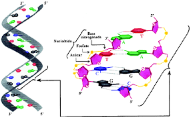 PREMIO NOBEL POR LA SECUENCIACIÓN DE BASES EN ÁCIDOS NUCLEICOS (1980)