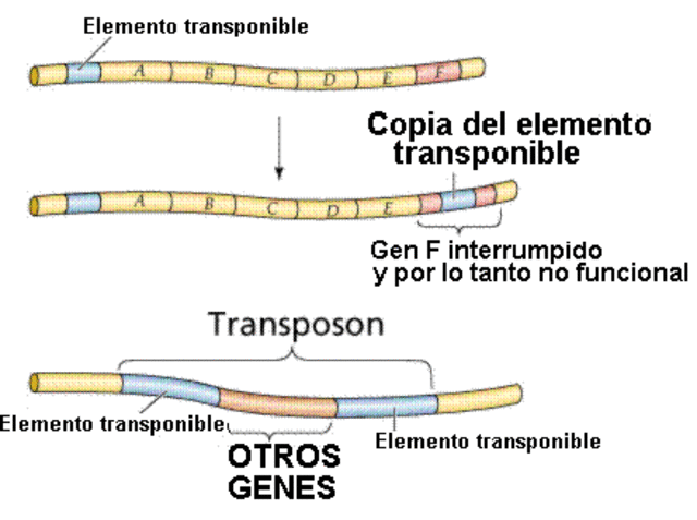 PREMIO NOBEL POR EL DESCUBRIMIENTO DE LOS ELEMENTOS MÓVILES GENETICOS (1983)