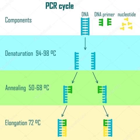 Reacción en Cadena de la Polimerasa (PCR)