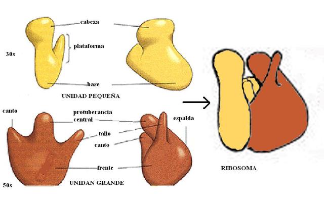 PREMIO NOBEL POR LA ESTRUCTURA Y EL FUNCIONAMIENTO DEL RIBOSOMA (2009)