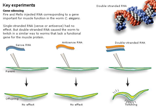 PREMIO NOBEL POR LA SILENCIACIÓN  GENÉTICA (2006)
