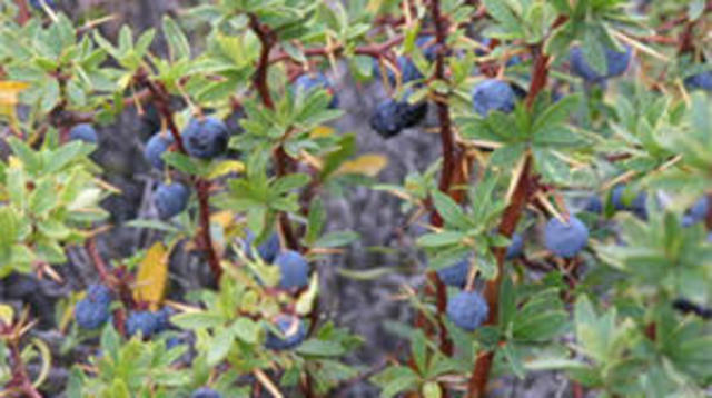 María Dolores López