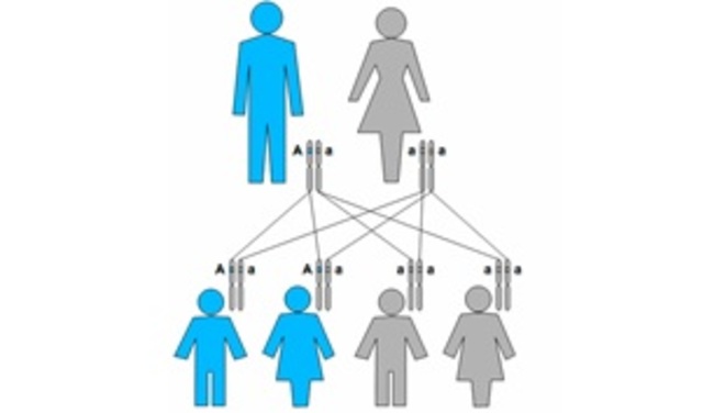 Patrones de la genetica