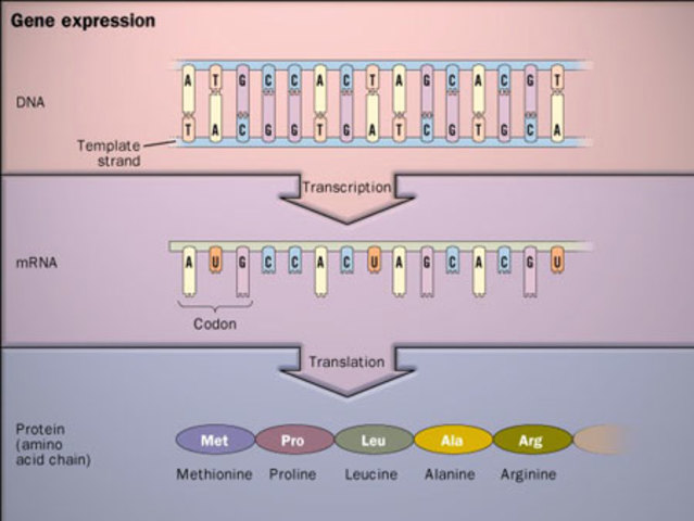 secuenciación de ácidos nucleicos y proteínas