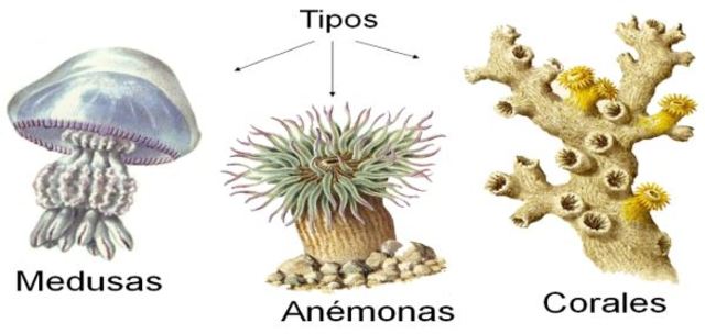 Surgimiento del sistema nervioso