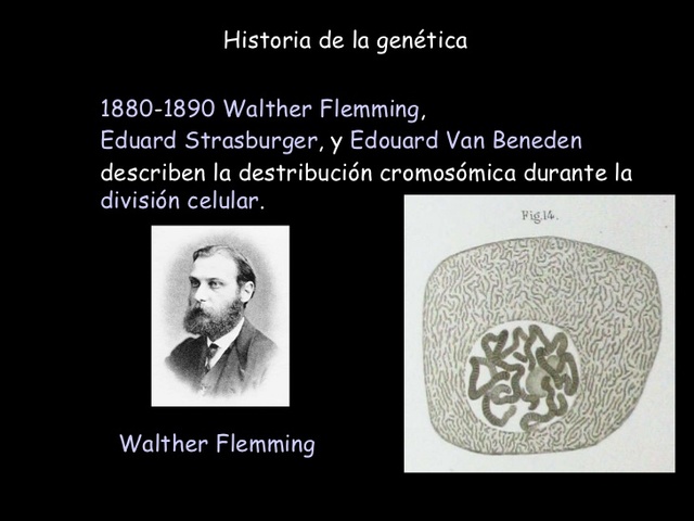 walther flemming