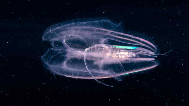 Surgimiento de las primeras neuronas