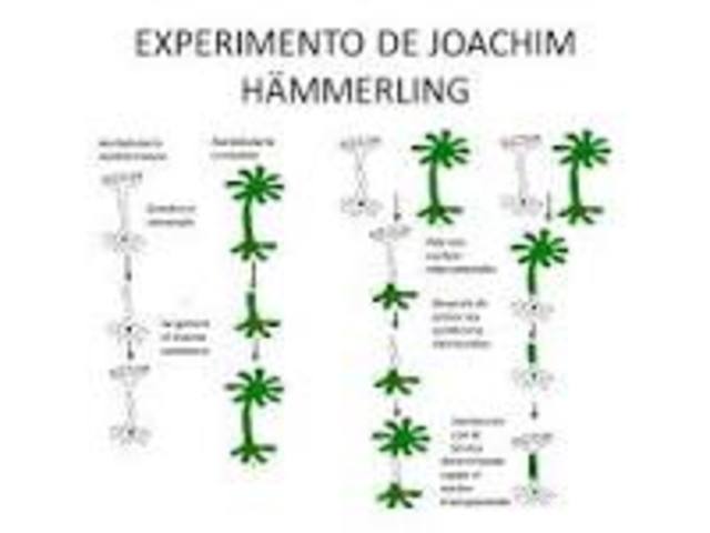 Joachim Hämmerling  (1901-1980)