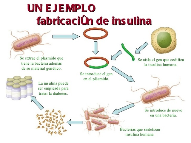 Clonación de la insulina