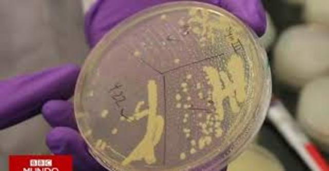 Cromosoma sintetico  2008