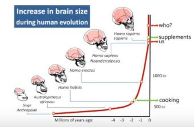 Características del cerebro de los Hominidos