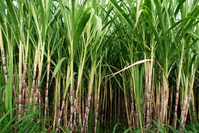 First sugar cane processing plant built