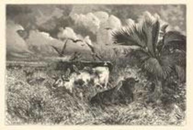 NACE LA VEREDA APIAY