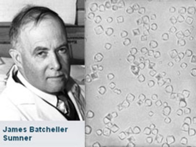 James Batcheller Sumner