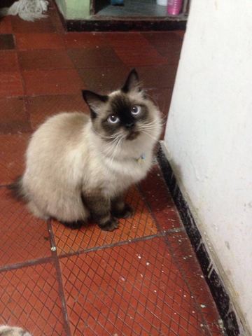 Tuve mi primer mascota...