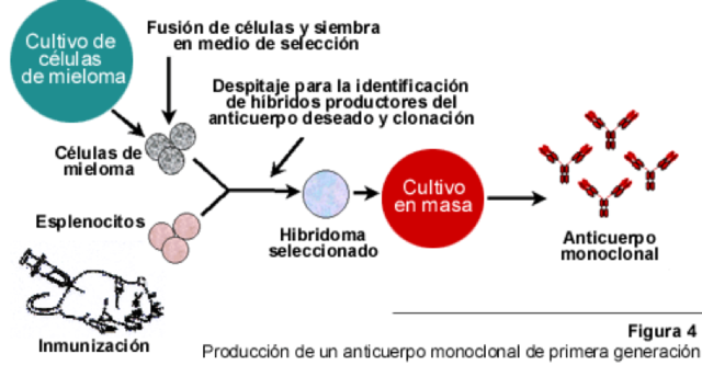 George kohler y Cesar milstein