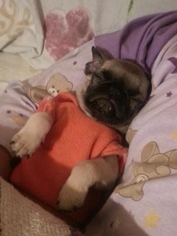 My dog ​​Bruno came to the house