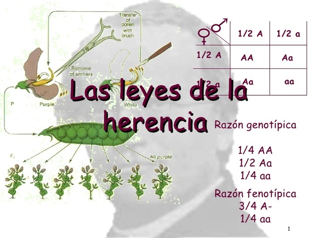 Johann Gregor Mendel