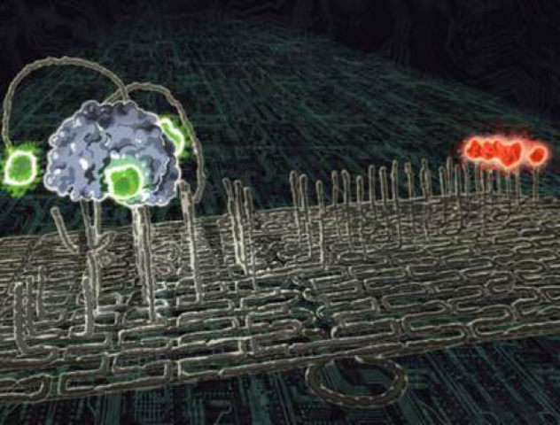 Malen Ruiz de Elvira