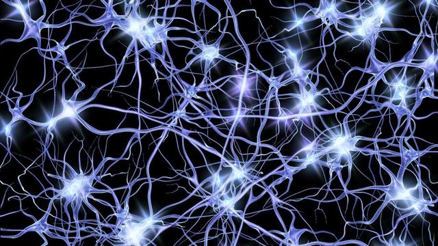 El surgimiento de la primera agrupación neuronal, hace 500 millones de años