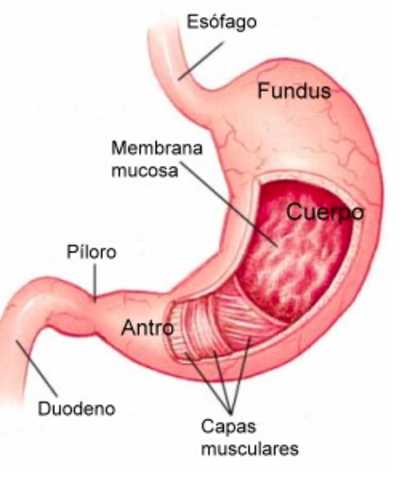 DIGESTIÓN: EN EL ESTOMAGO