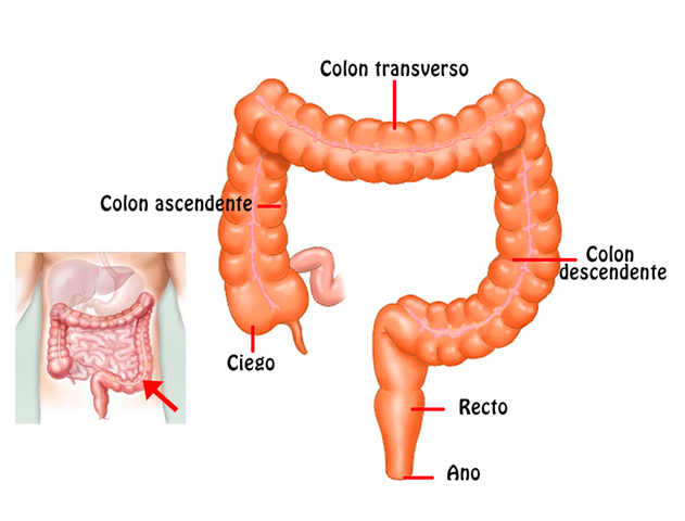 EXPULSIÓN: INTESTINO GRUESO