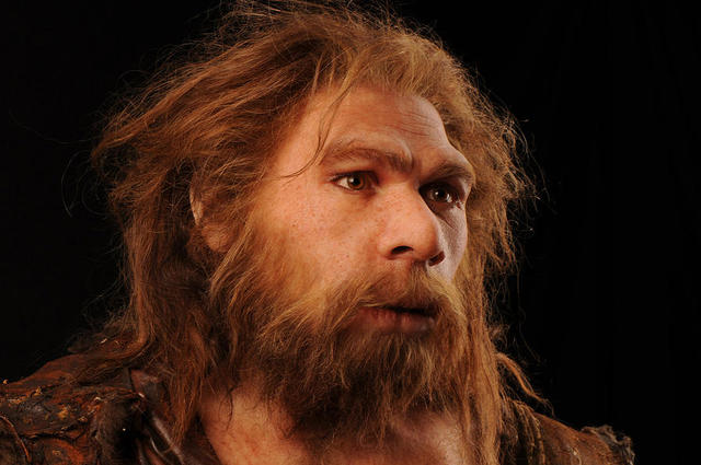 Homo Neanderthalensis