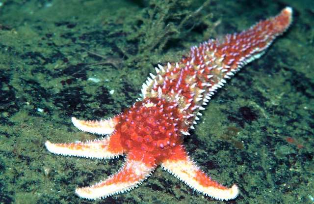 SN anillos nerviosos