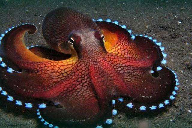 SN Sistema ganglionar