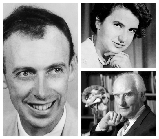 James Dewey Watson, Francis Harry Compton Crick, Rosalind Elsie Franklin