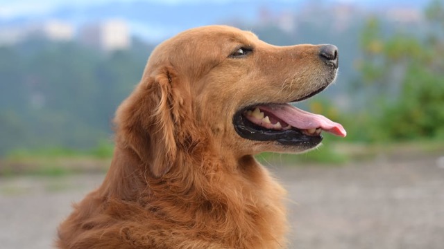 Where were dogs domesticated?