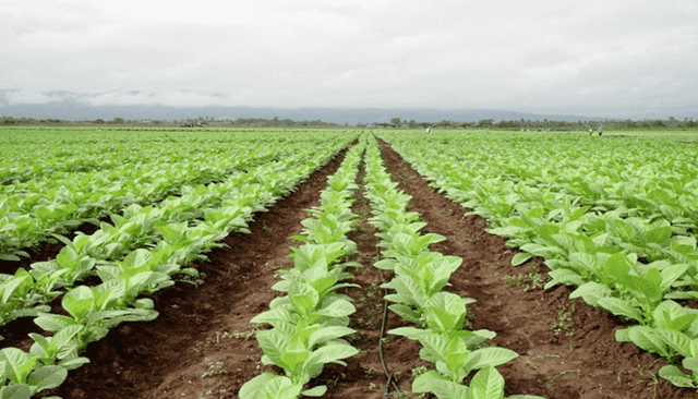 “Teoria viral de la enfermedad”