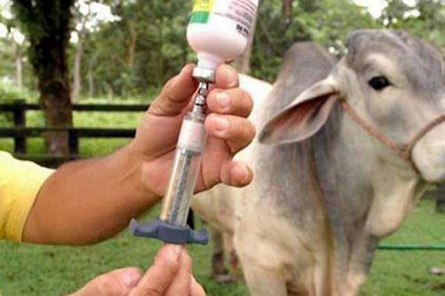 Responsables de la fiebre aftosa