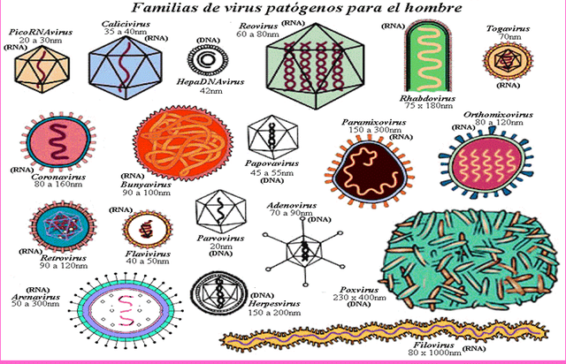 Virología cuantitativa